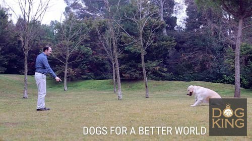 adiestrador canino perros antonio davalos