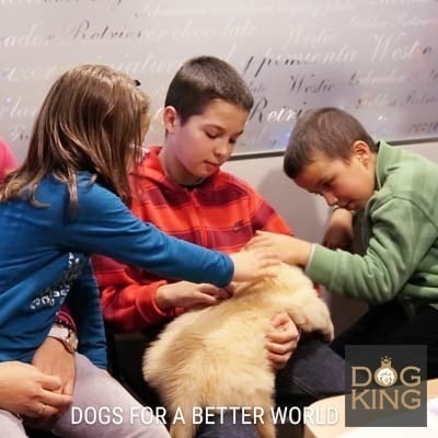 DOGKING, El da que una familia compra a su cachorro