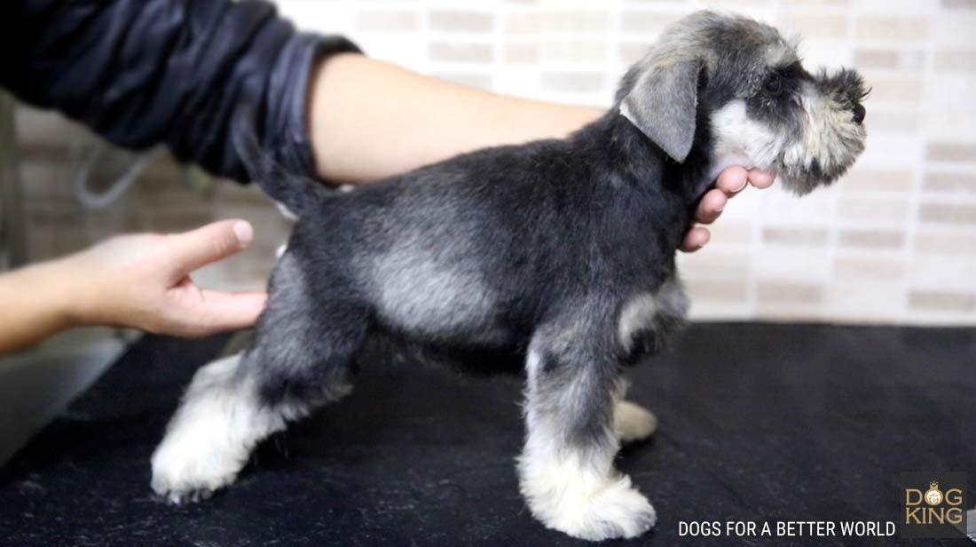 stripping cachorro schnauzer