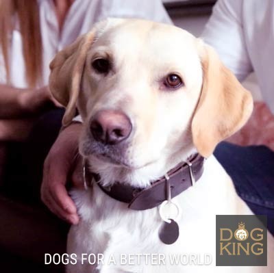 DOGKING, Realmente funciona el adiestramiento?