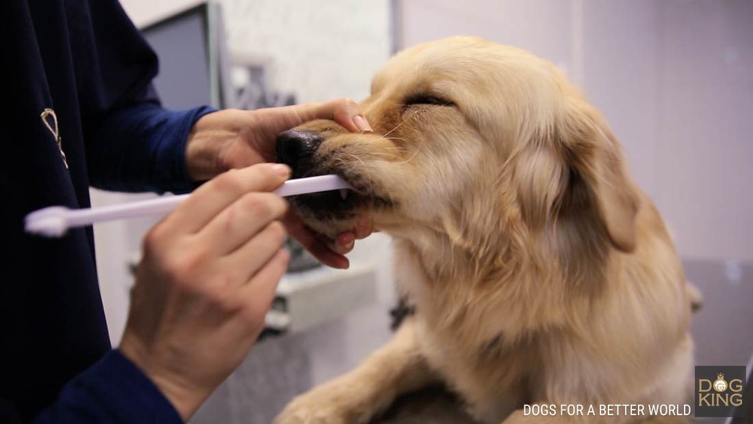 limpieza bucal perro golden retriever