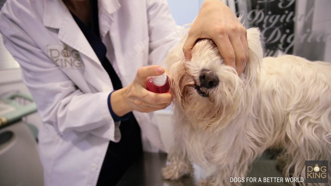 dentifrico schnauzer limpieza dientes