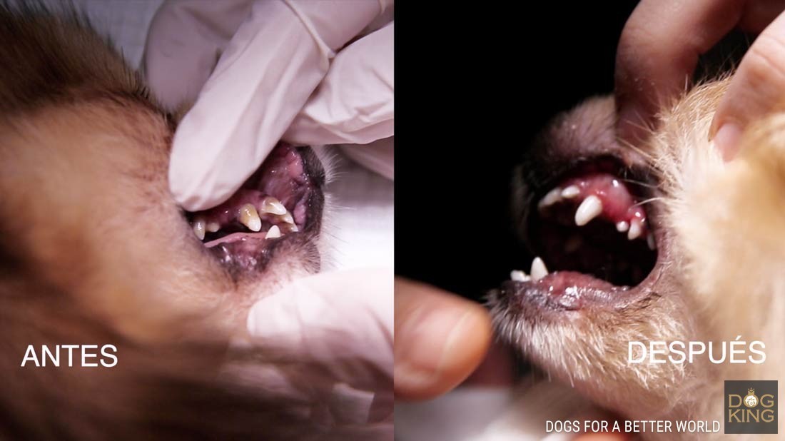 resultado limpiar dientes perro