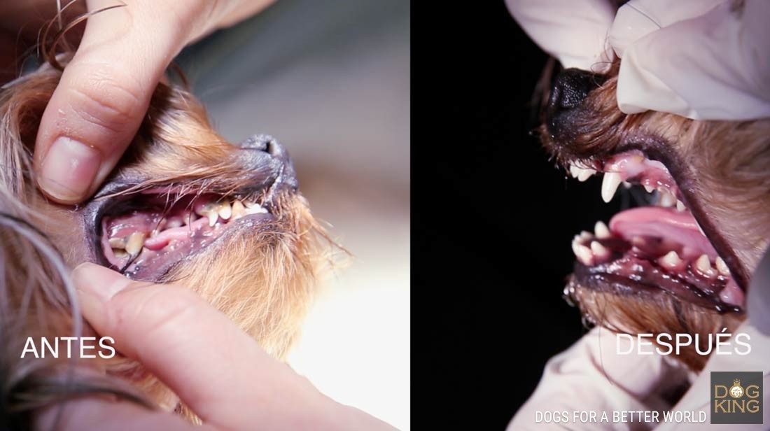 resultado limpiar dientes perro