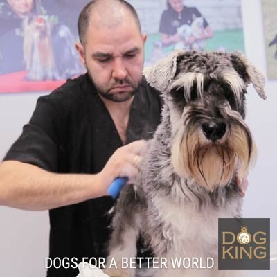 haciendo stripping a schnauzer