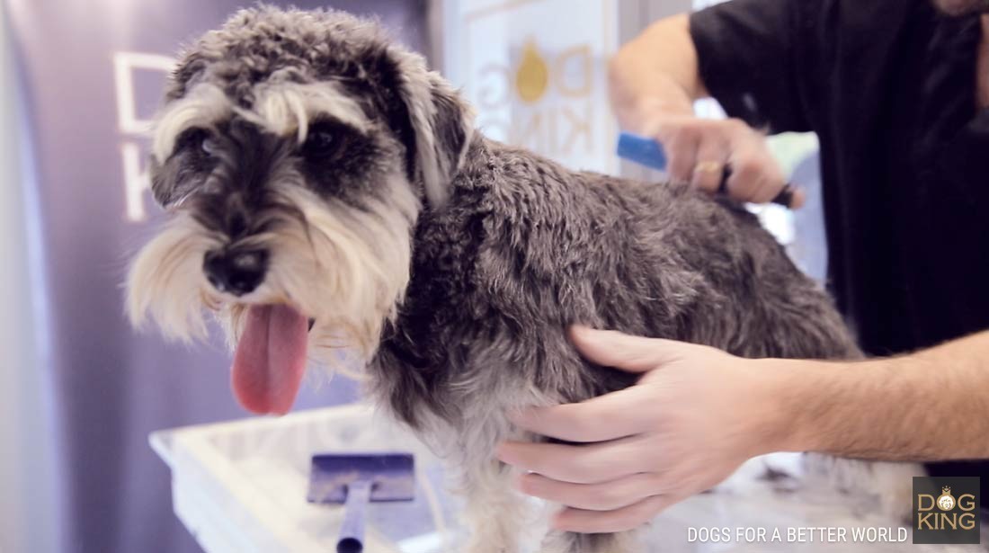 tecnica peluqueria canina schnauzer stripping