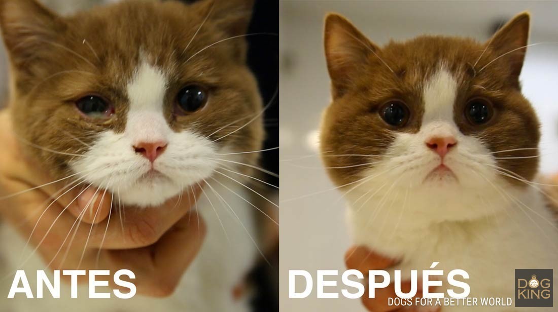 conjuntivitis gato antes y despues sintomas