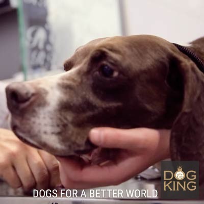 DOGKING, Troya y su operacin de tumor de mama