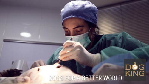 DOGKING, Troya y su operacin de tumor de mama