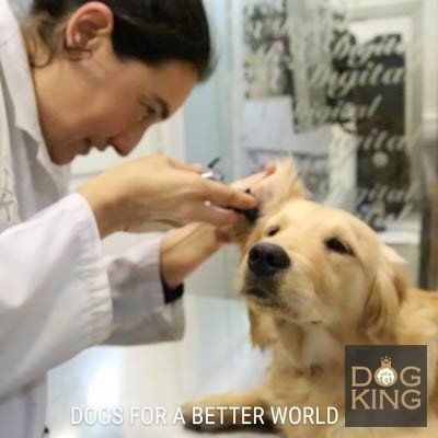 veterinaria tratando perro con otitis