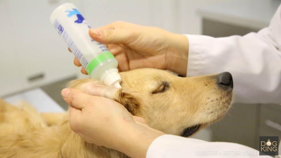 limpieza auditiva de perro con otitis