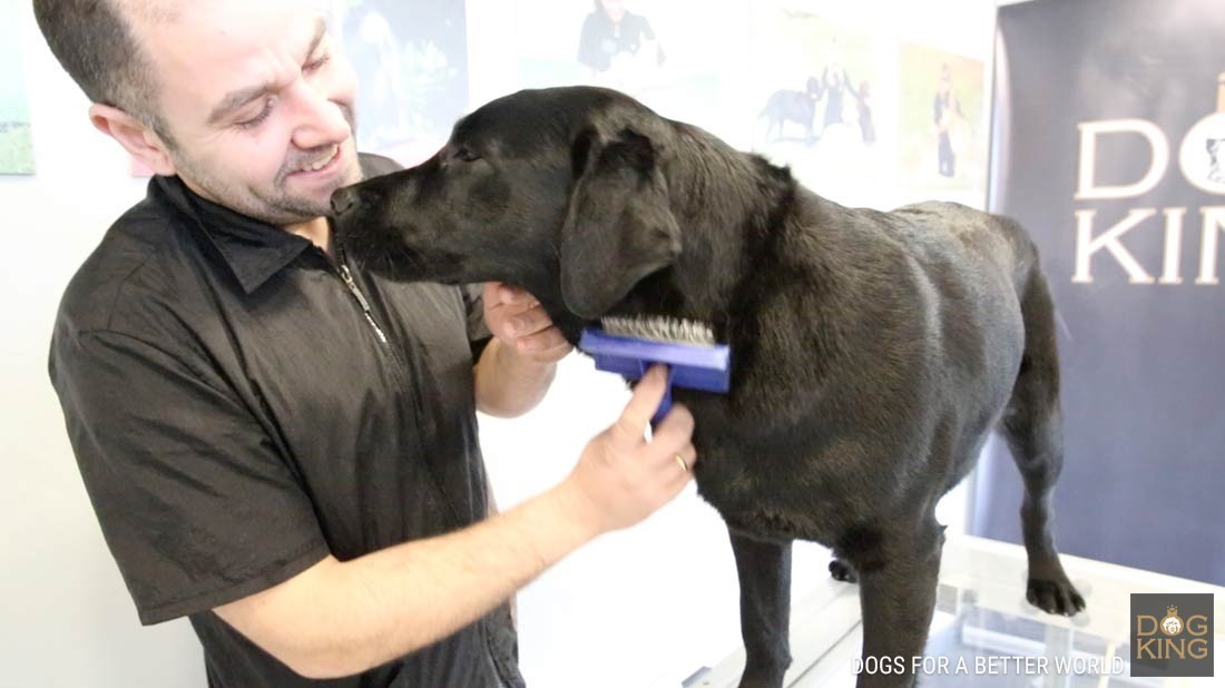 DOGKING, 5 Razones para cuidar el pelo de tu labrador