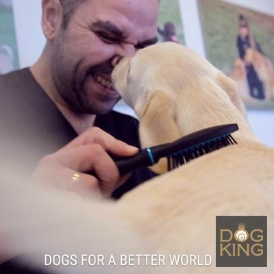 DOGKING, Un cachorro de labrador en la peluquera