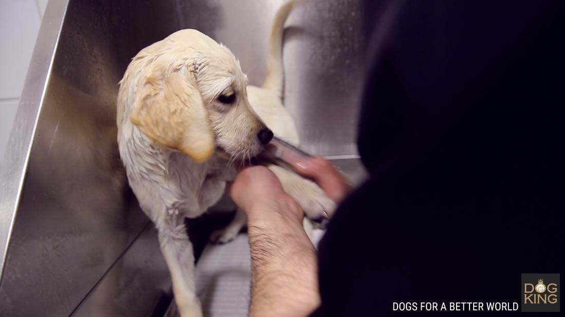 DOGKING, Un cachorro de labrador en la peluquería