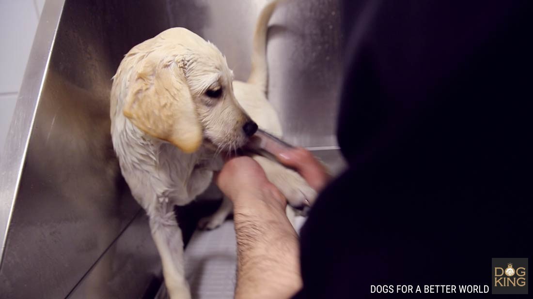 DOGKING, Un cachorro de labrador en la peluquera