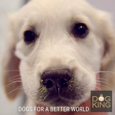 Girar código postal Millas La tos de las perreras… y de cualquier hogar