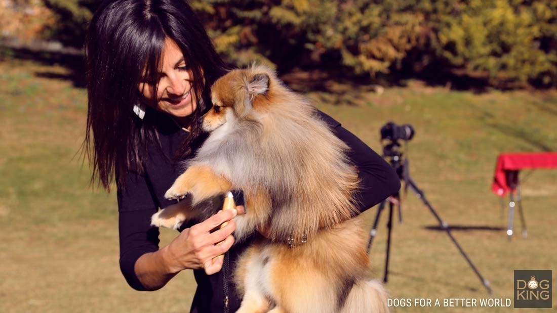 preparando pomerania para sesion de fotos