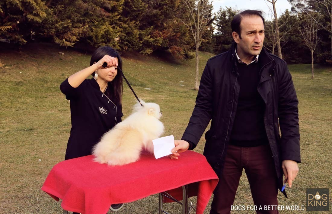 pomerania peluquera sesion fotos