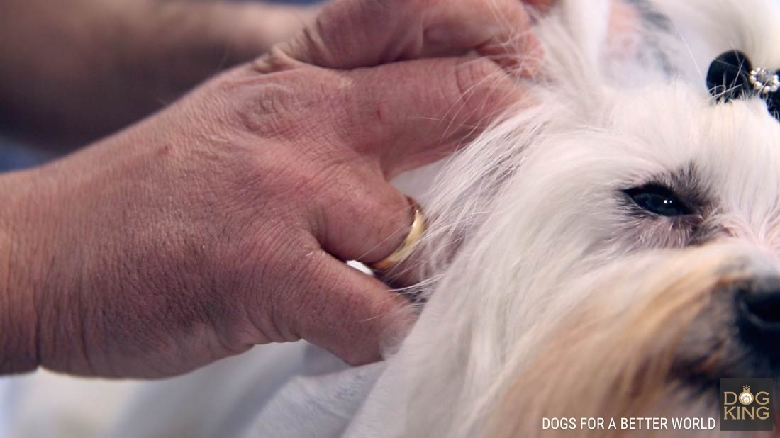 como limpiar orejas a un perro bichon maltes limpieza oidos