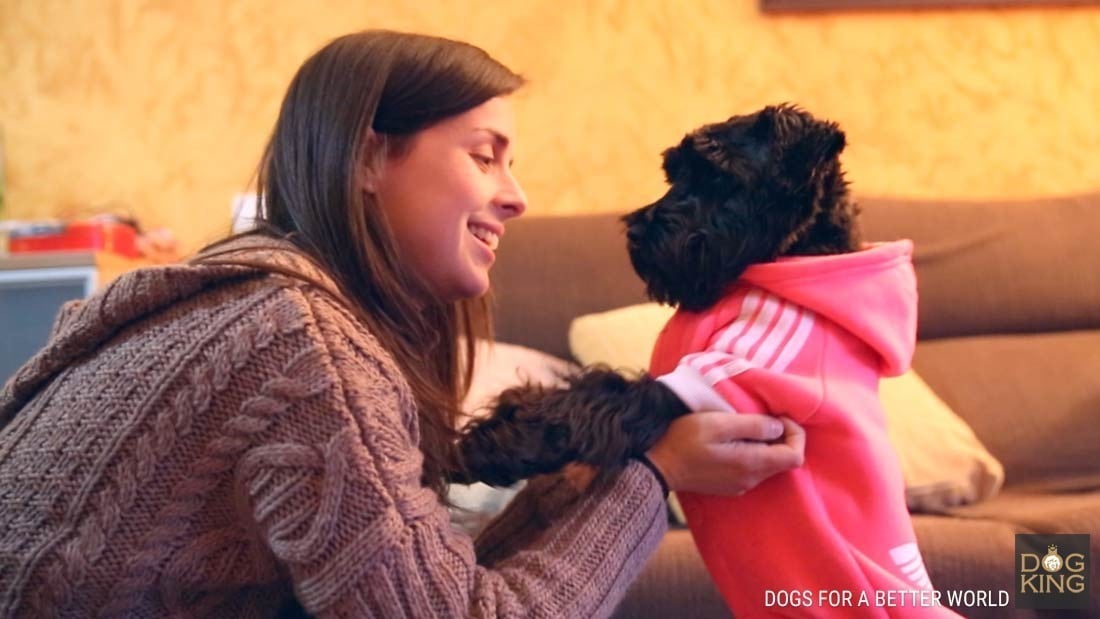 schnauzer tener un perro por primera vez