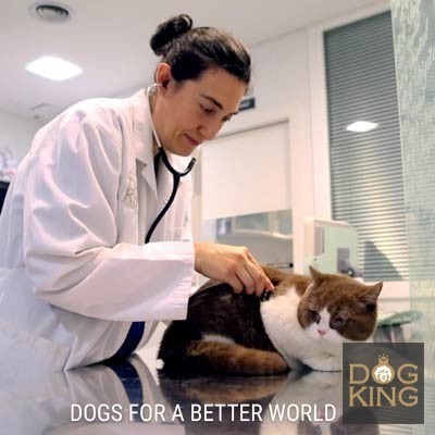 gato esterilización veterinario