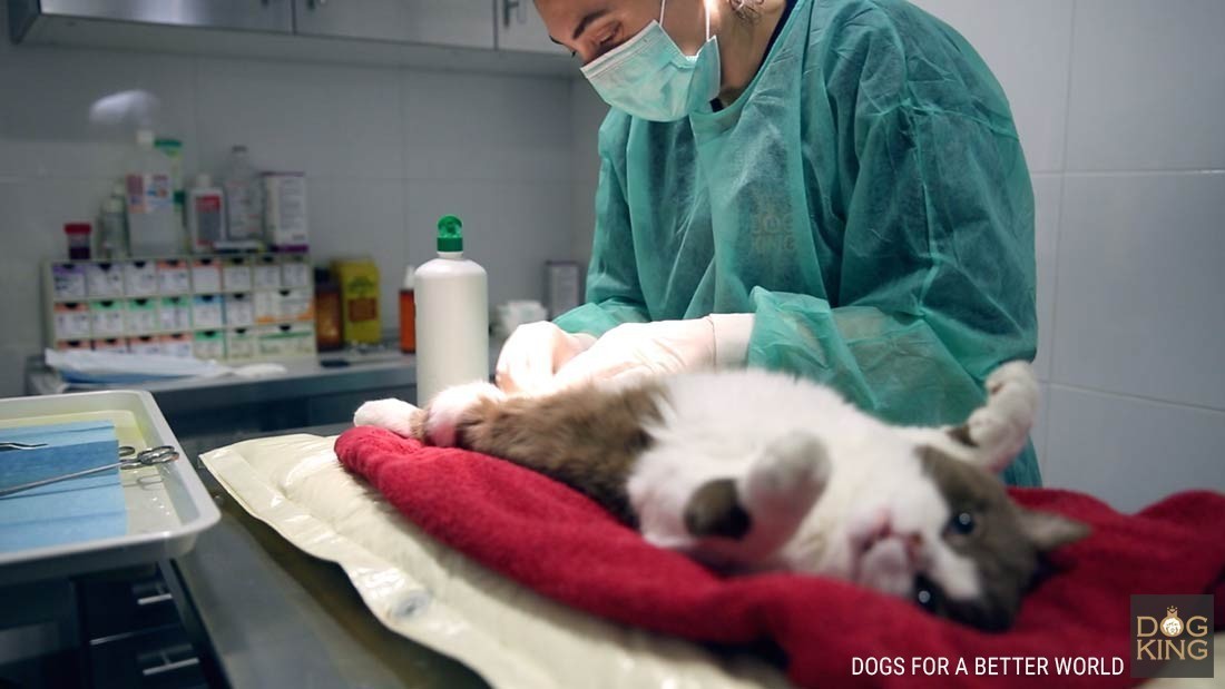 gato operado esterilizacion