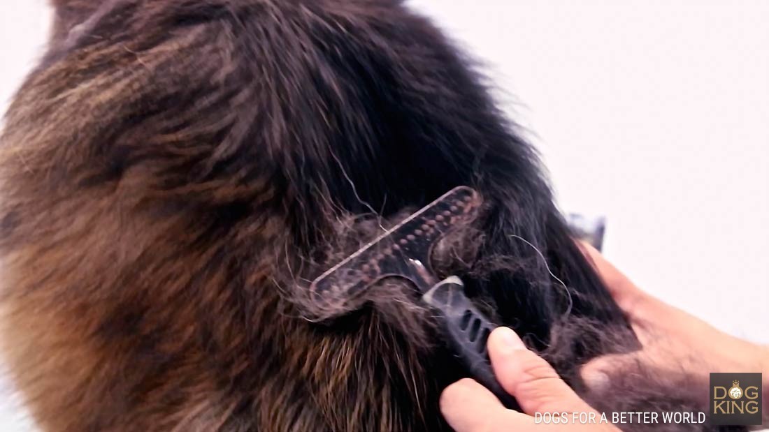 Pastor alemán de pelo largo en peluquería canina