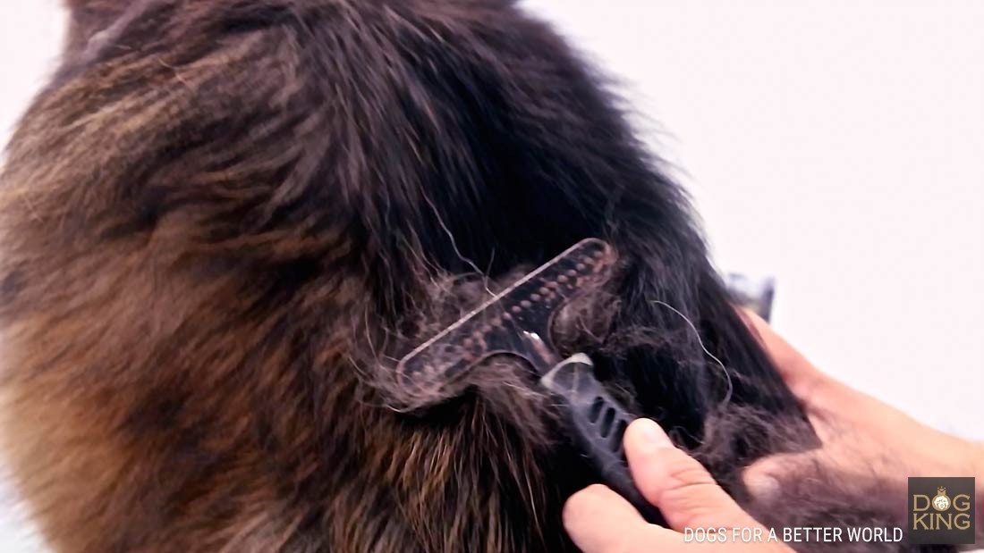 Pastor alemn de pelo largo en peluquera canina