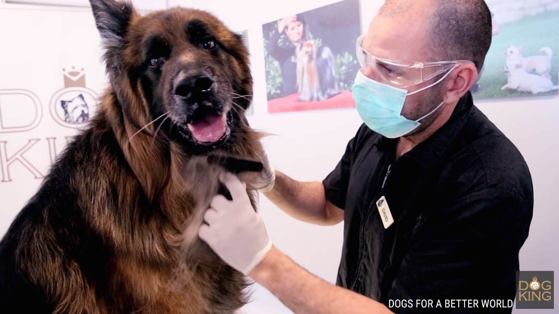 Pastor alemn de pelo largo en peluquera canina