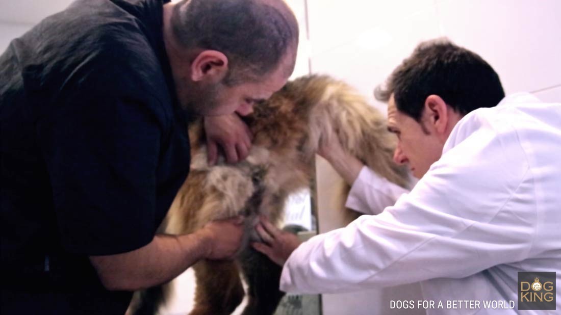 Pastor alemn de pelo largo en peluquera canina