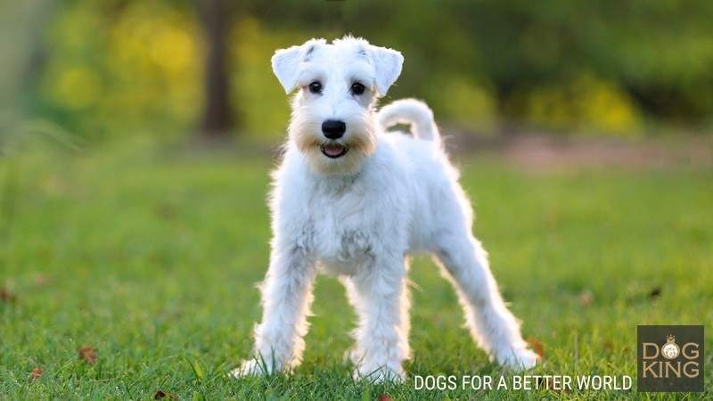 schnauzer esterilizado castrado