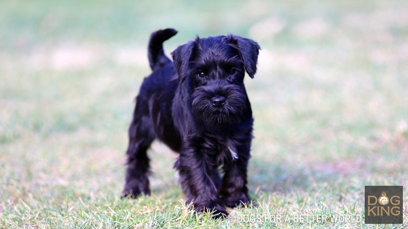 schnauzer esterilizada castrada