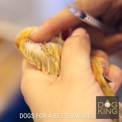 DOGKING, El parásito que quería desplumar a los canarios DOGKING, El parásito que quería desplumar a los canarios