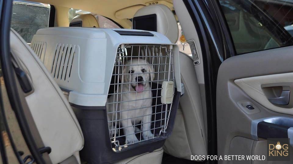 perro en coche