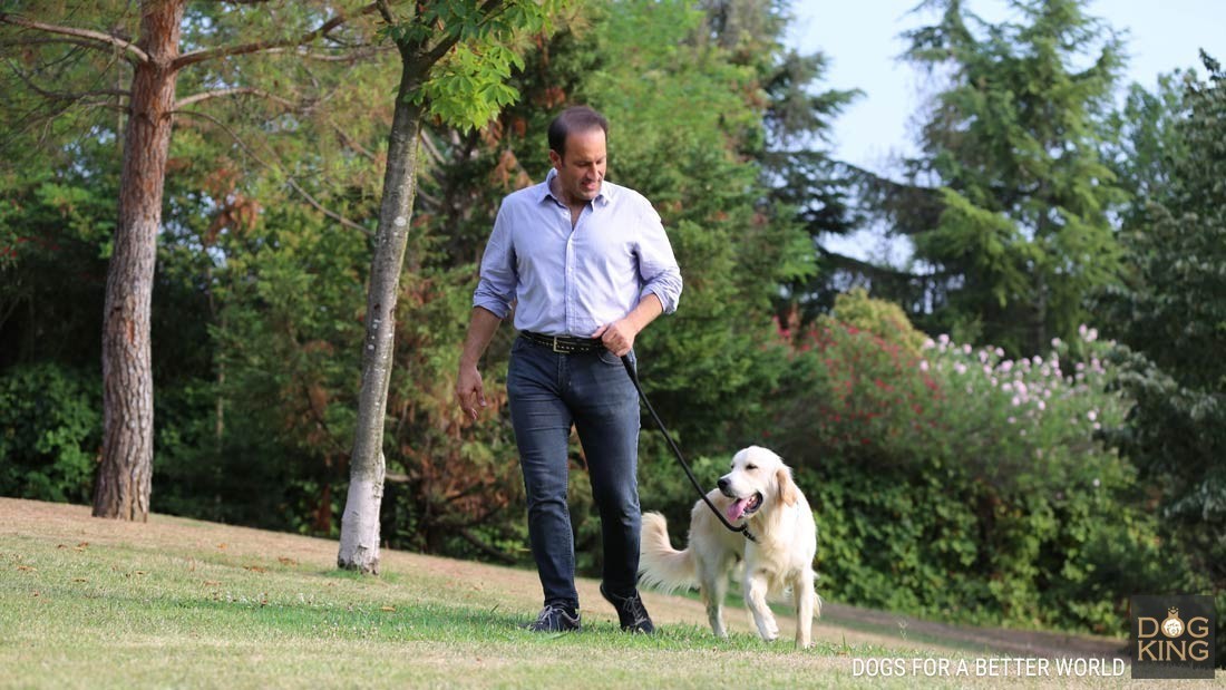 perro paseando calor