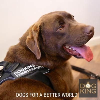 perro terapia asistencia dogking feder fundacion la caixa proyecto