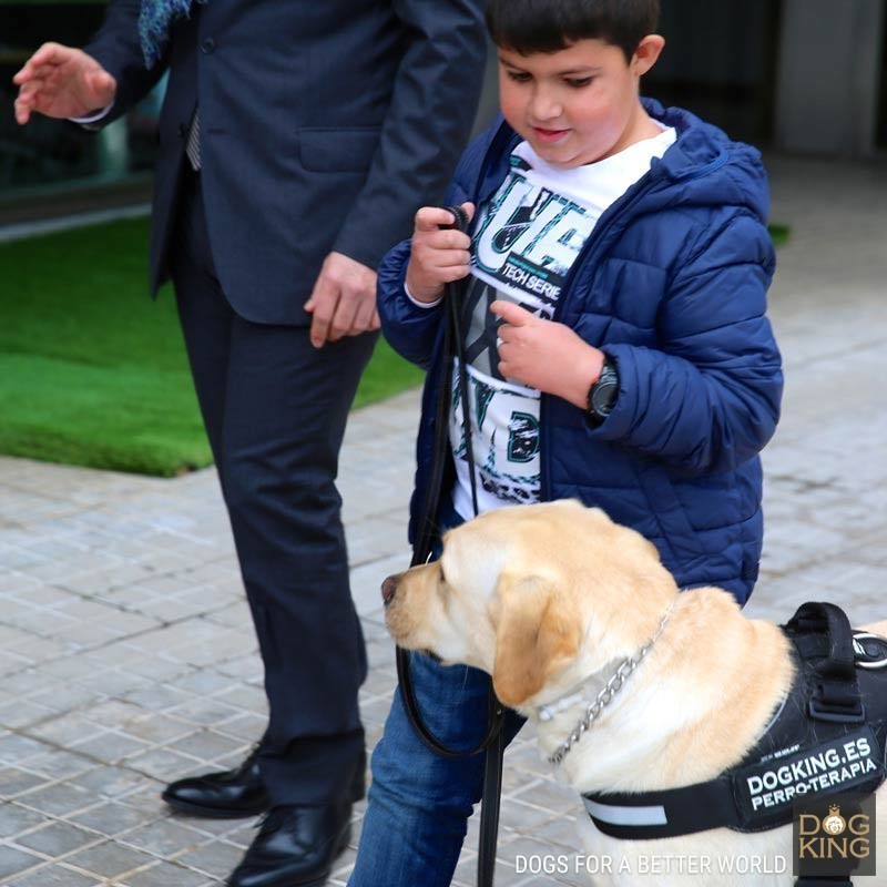 perro terapia asistencia dogking feder fundacion la caixa proyecto