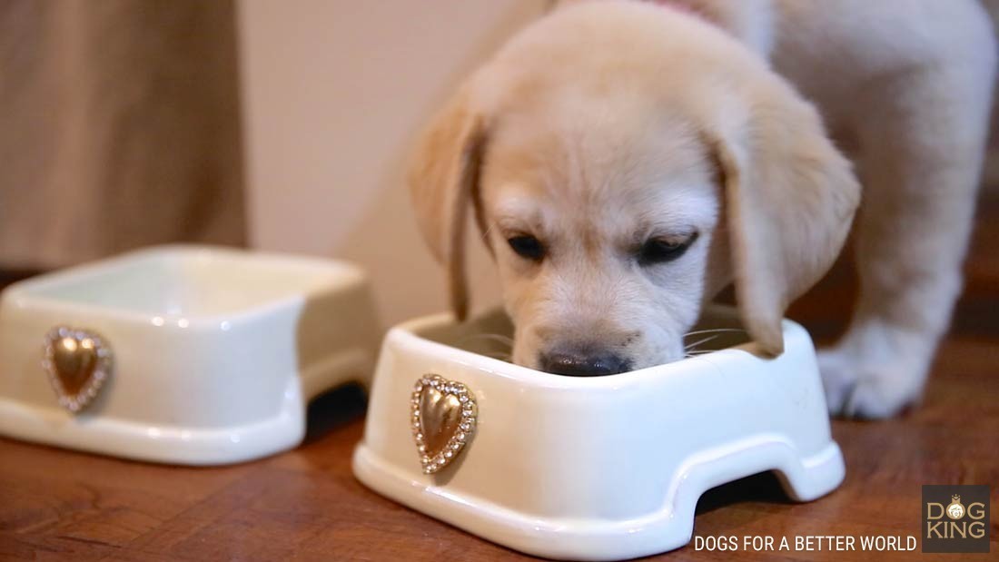 perro comiendo