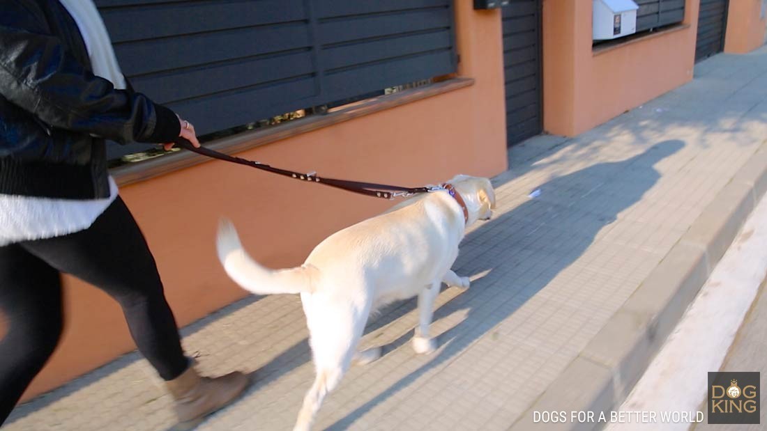 mujer paseando perro