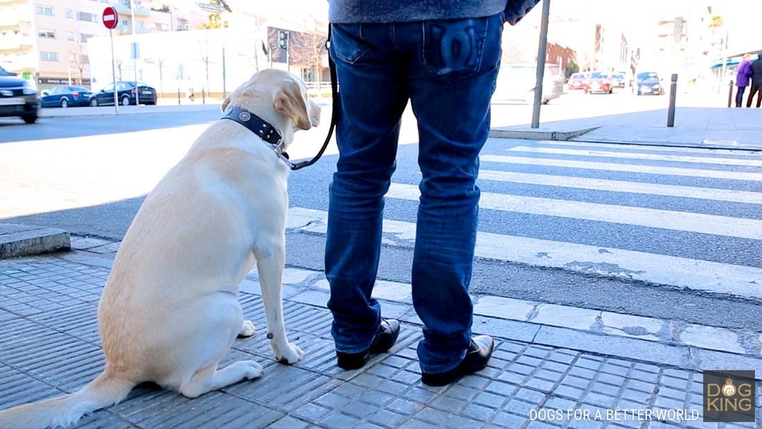 perro esperando paso de cebra