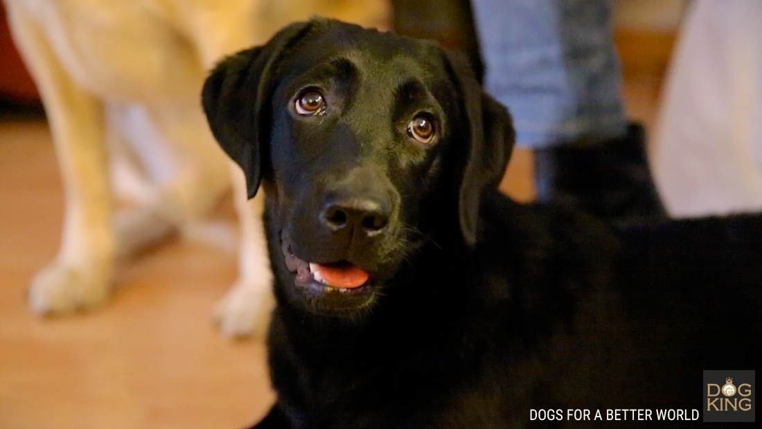 labrador negro mirando