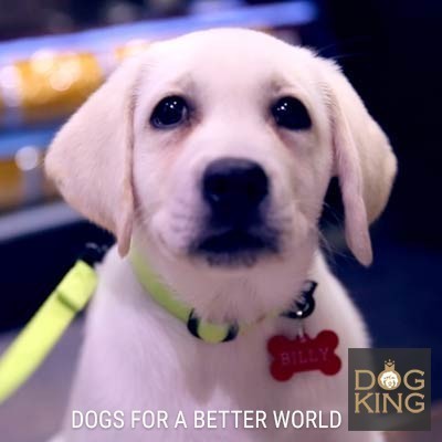 DOGKING, El cachorro de labrador con doble nacionalidad