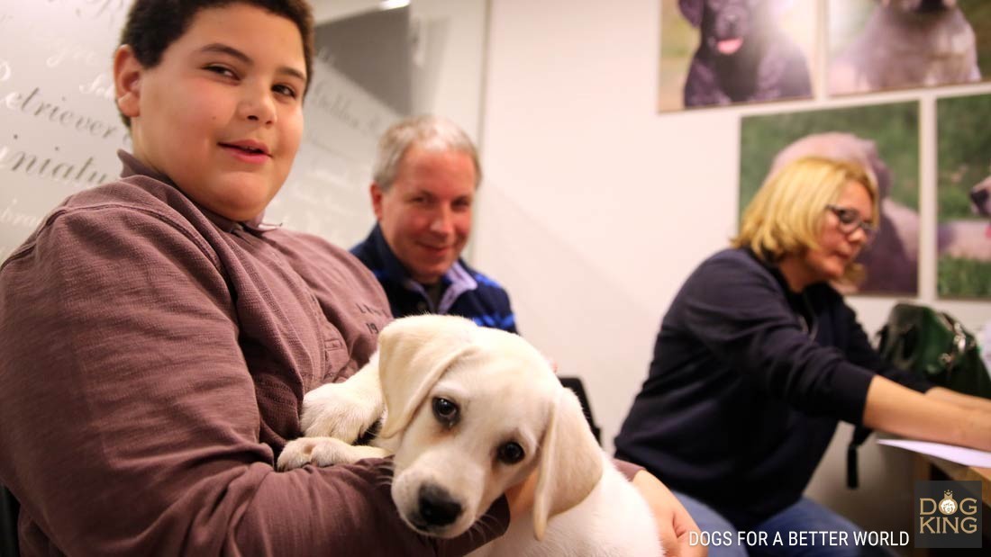 DOGKING, El cachorro de labrador con doble nacionalidad