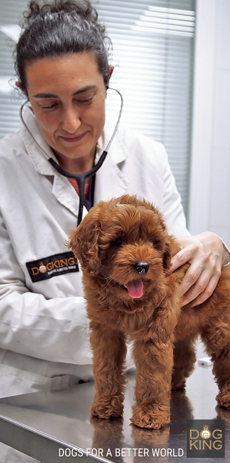Veterinaria con perro esterilizado castrado