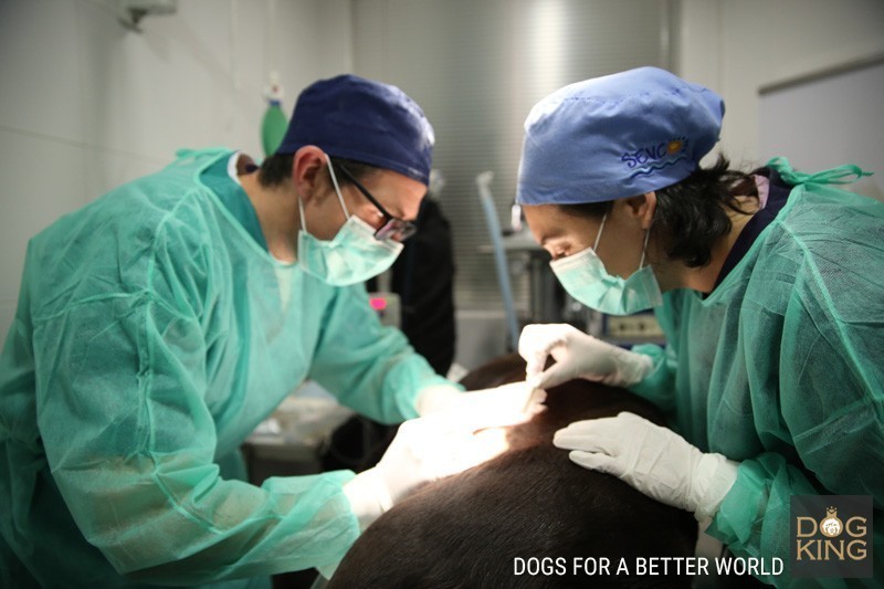 veterinarios castracion esterilizacion