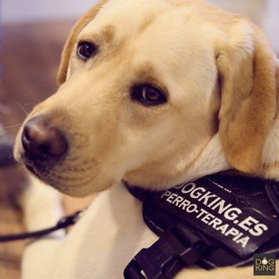 Perro de terapia y asistencia iniciativa solidaria terapeutas caninos
