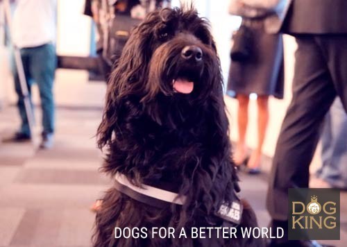 caixaforum antonio davalos ponencia labradoodle australian cobberdog perro terapia asistencia