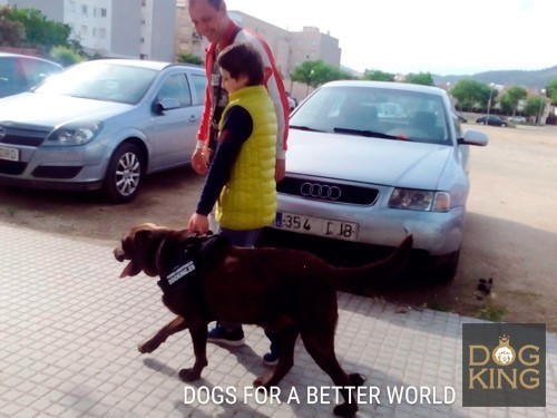 paseo con terapeuta canino perro de terapia