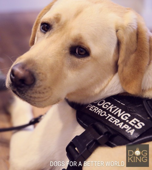 terapeuta canino perro de terapia asistencia