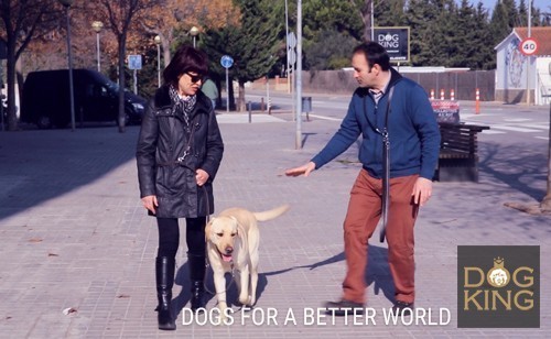 antonio davalos enseando a pasear un perro